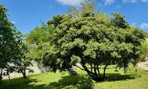 Land in Aubignan, Vaucluse